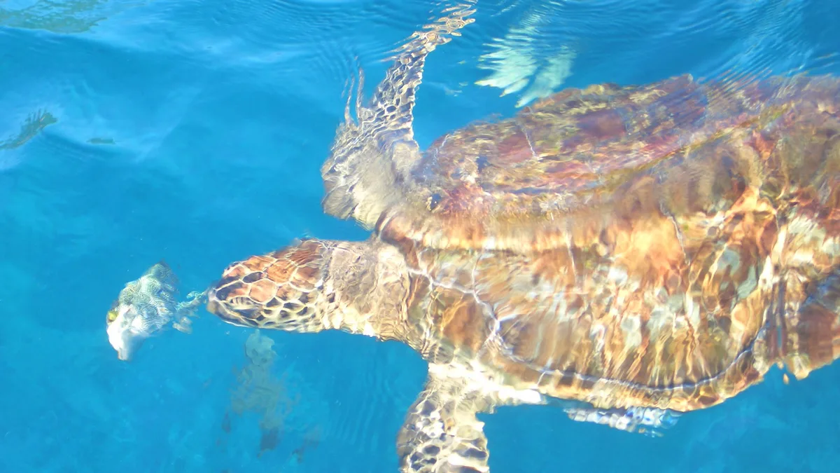 เต่าทะเลที่หมู่เกาะสิมิลัน / Sea turtle at the Similan Islands
